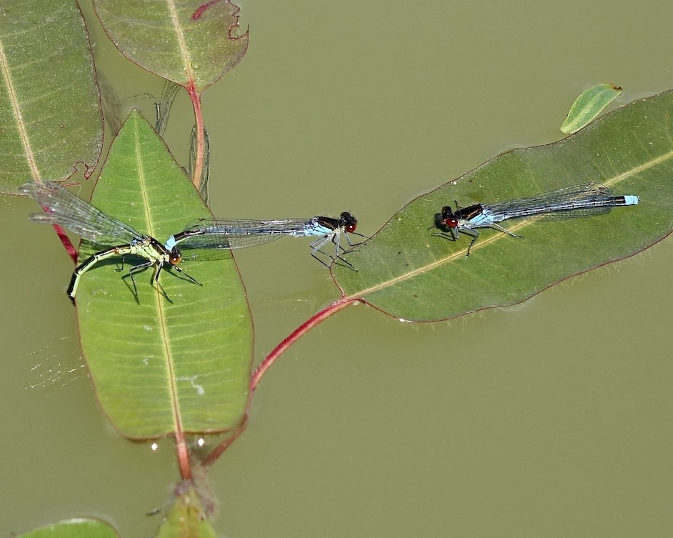 red-eyed damselfly